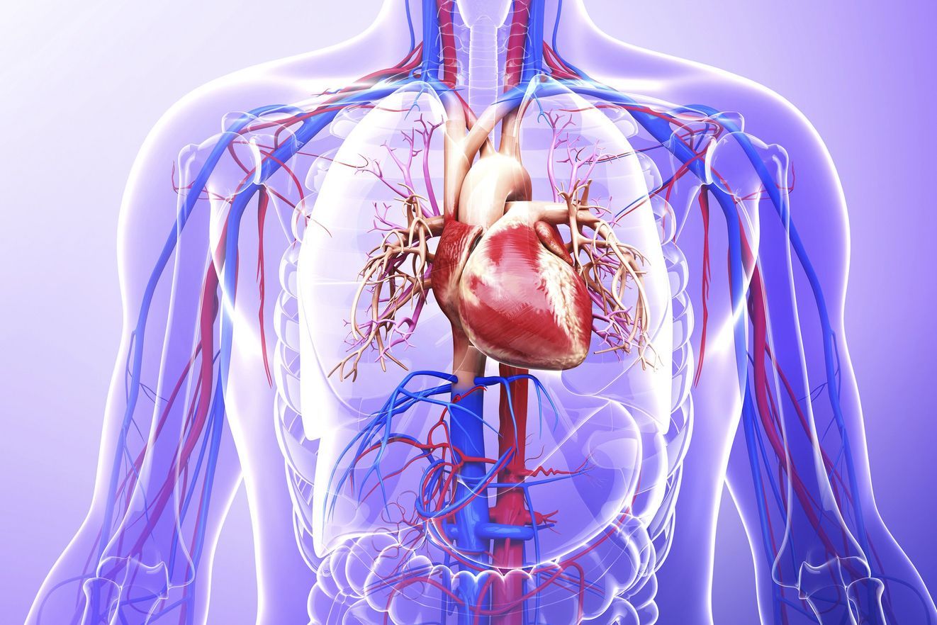 Улучшится кровообращение. Сердечно сосудистая система. Сердечносоудистая система. Сердечно сосудистая система сердце. Сердечнососуудистые заболевания.
